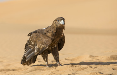 Greater Spotted eagle in a desert near Dubai