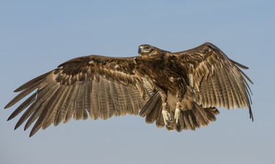 Greater Spotted eagle flying in a desert near Dubai