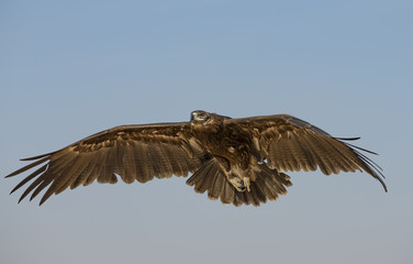 Greater Spotted eagle flying in a desert near Dubai