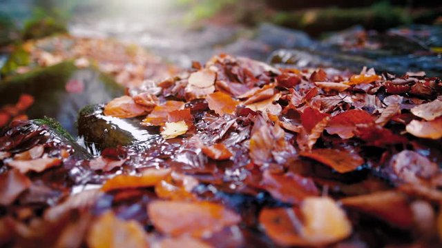A small creek in the mountains forest strewn with colorful beech and other tree leaves. In the backlight warm autumn sun. In a shallow DOF.