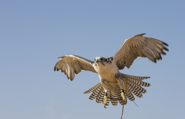 Peregrine Falcon flying in a desert near Dubai