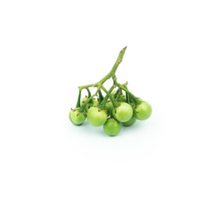 turkey berry (Solanum torvum) isolated in white background