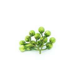 turkey berry (Solanum torvum) isolated in white background