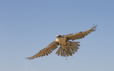 Falconer is training Peregrine Falcon in a desert near Dubai © katiekk2