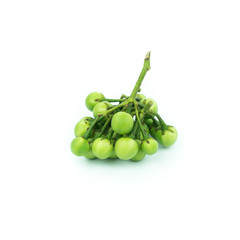 turkey berry (Solanum torvum) isolated in white background