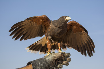 Naklejka premium Harrier Hawk on a hand of its trainer near Dubai