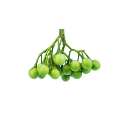 turkey berry (Solanum torvum) isolated in white background