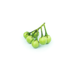 turkey berry (Solanum torvum) isolated in white background
