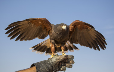 Harrier Hawk on a hand of its trainer near Dubai