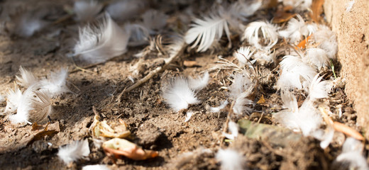 feathers on the ground