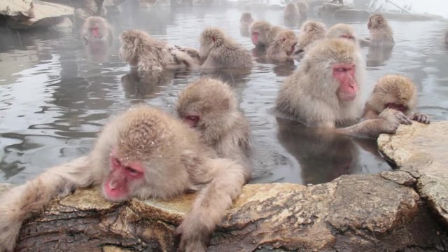 A snow monkey that enters a hot spring in winter. In Nagano Prefecture Jigokudani hot spring in Japan, wild monkeys enter hot springs.