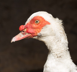 white duck on a farm