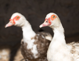 white duck on a farm