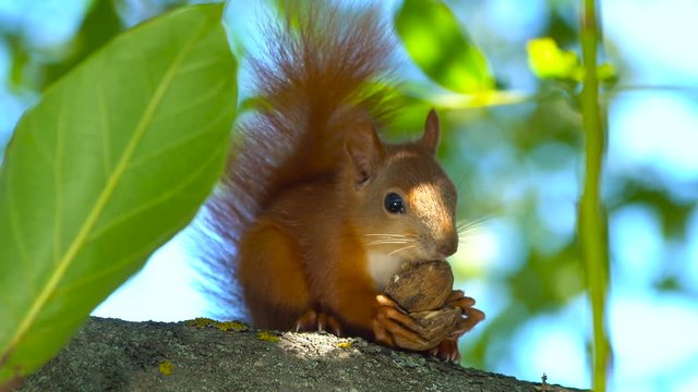 Squirrel eating nut on tree