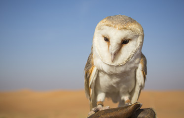 Barn owl (Tyto alba) on a glove in a desert near Dubai