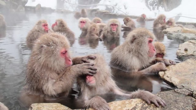 A snow monkey that enters a hot spring in winter. In Nagano Prefecture Jigokudani hot spring in Japan, wild monkeys enter hot springs.