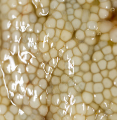 fresh fish roe as a background. macro