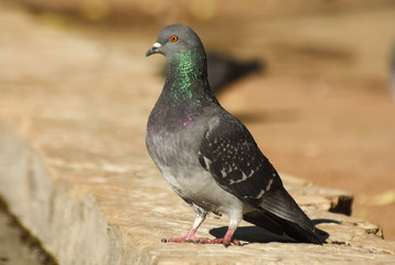 Pigeon standing on a stone, isolated.