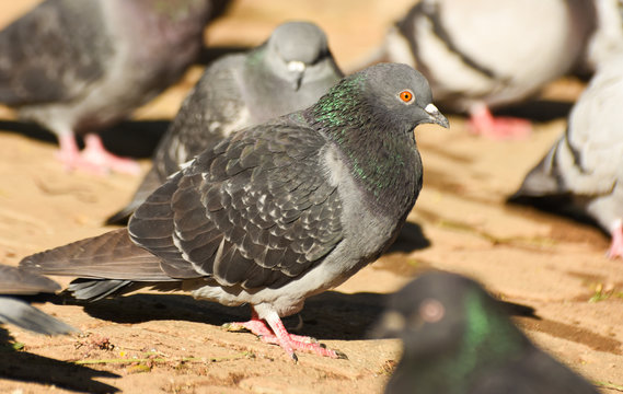Pigeon standing on sand, isolated.