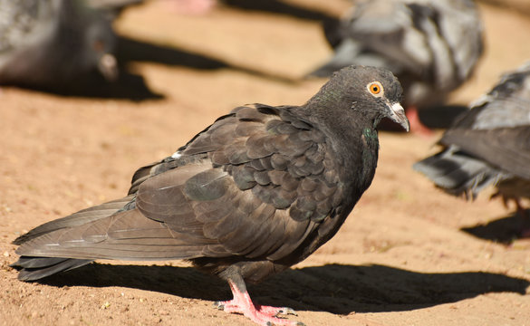 Pigeon standing on sand, isolated.