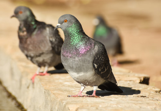 Pigeon standing on a stone, isolated.