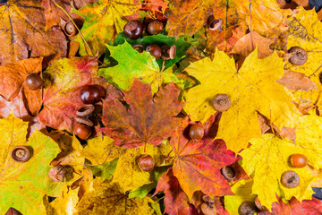 Hazelnuts, chestnuts and autumn leaves. Autumn scene. Autumn background. Fall. Nuts.