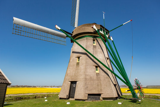 A windmill in the daffodils