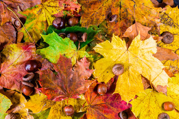 Naklejka na ściany i meble Hazelnuts, chestnuts and autumn leaves. Autumn scene. Autumn background. Fall. Nuts.