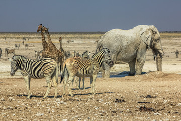 zebras elephants giraffes drinking at pool in Namibian savannah of Etosha National Park, dry season in Namibia, Africa