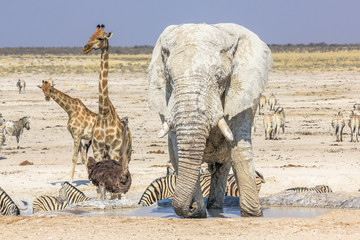 wild animals: zebras elephants giraffes ostriches springboks gemsboks gazelles warthogs drinking at pool in Namibian savannah of Etosha National Park, dry season in Namibia, Africa - obrazy, fototapety, plakaty