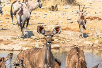 antelopes and oryxs at pool in Namibian savannah of Etosha National Park in Namibia, Africa