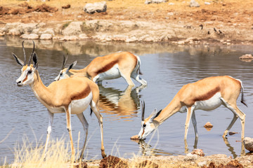 three springboks gazelles at pool in Namibian savannah of Etosha National Park, dry season in Namibia, Africa