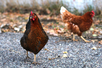 Chickens Walking
