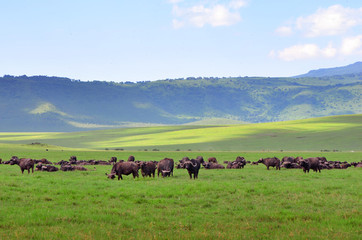 safari dans un cratère (Tanzanire