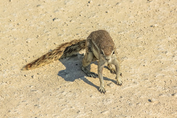 African squirrel sitting in savannah Etosha National Park, Namibia, Africa, dry season.