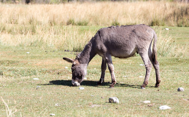 donkey in a pasture in the fall