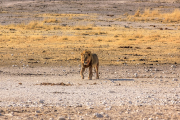 Fototapeta premium Male lion walking at sunset in desert savannah Etosha National Park, Namibia, Africa.