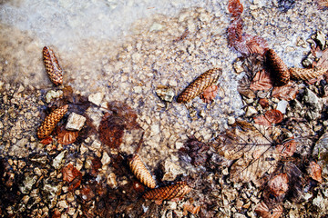 ice leaves and pine cone background