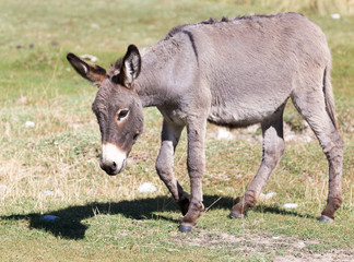 Portrait of a donkey on the nature autumn