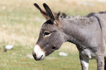 Portrait of a donkey on the nature autumn