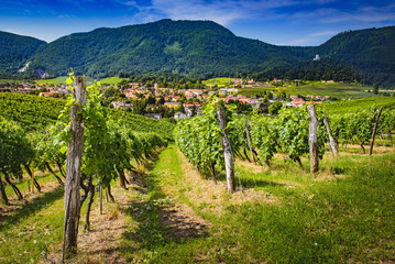 Fototapeta na wymiar Small town through vineyards. Slovenske Konjice seen trough vines from vinery Zlati gric