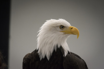 Bald Eagle Profile