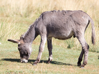 donkey in a pasture in the fall