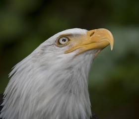 Bald Eagle Looking Up