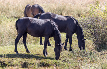 herd of horses in the pasture in the fall