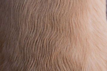 Golden retriever dog hair