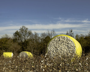 Three wrapped cotton bales in a harvested field