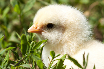Chick