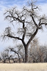 Obraz premium Solitary