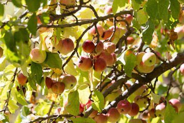 ripe apples on the tree in nature